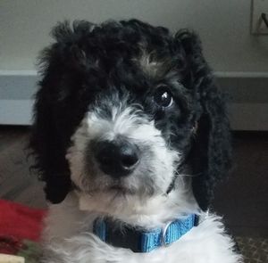 Meet your Posher, Cheryl